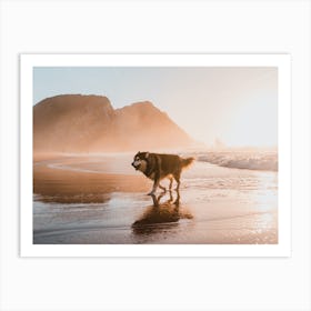 Husky on the beach in Portugal during sunset Art Print