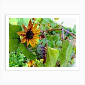 Sunflower Art Print