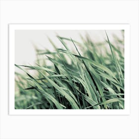 Field Of Grass Art Print