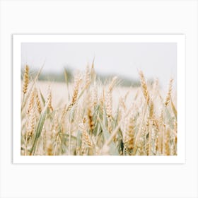 Wheat Field Scenery Art Print