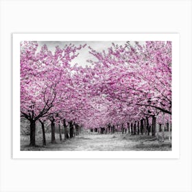 Cherry Trees In Perfect Bloom Art Print