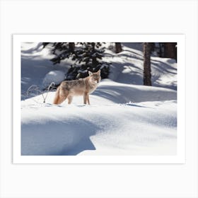 Coyote In Deep Snow Art Print