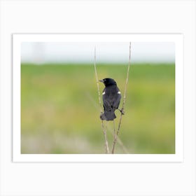 Back Of A Blackbird Perched In The Prairie Art Print