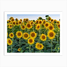 Sunflower Field Art Print