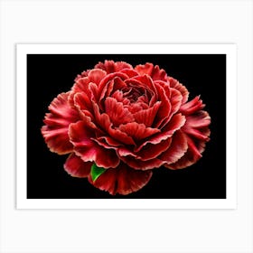 Red Peony Flower Isolated On Black Background Art Print