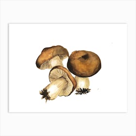 Champignon Art Print