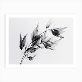 Black And White Leaves 1 Art Print