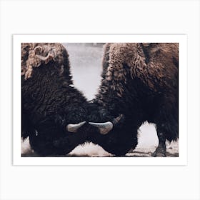 Bison Sparring Art Print