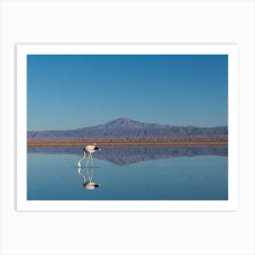 Flamingo Water Reflection, Mountain View Art Print