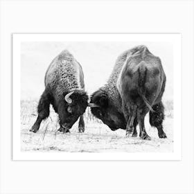 Black And White Fighting Bison Art Print