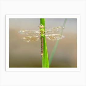 Green Darner Dragonfly Art Print