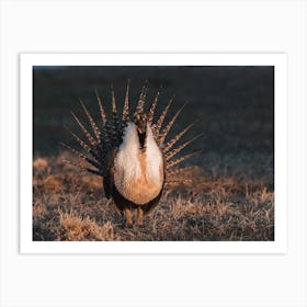 Sage Grouse Sunset Art Print