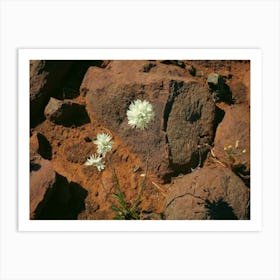 White Flowers On A Rock Art Print