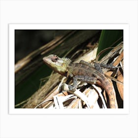 Lizard  Tropical Maldives Art Print