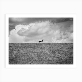 Lonely Sheep On The Hill // Nature Photography Art Print