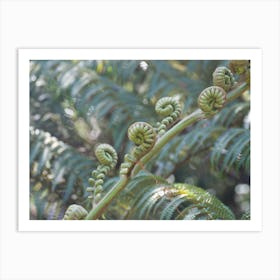 Ferns Art Print