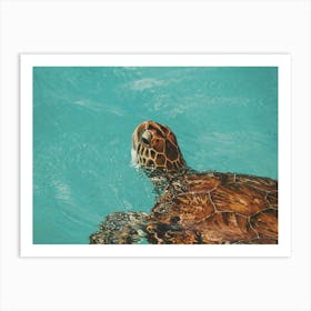 Sea Turtle In Blue Ocean Art Print