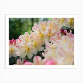 Delicate blossoms of the Rhododendron Art Print