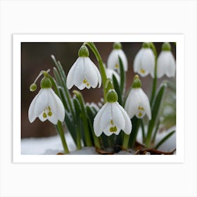 Snowdrops Art Print