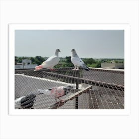 Pigeons On A Roof Art Print