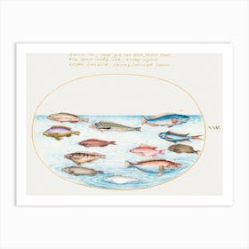 Mediterranean Rainbow Wrasse, Swallowtail Sea Perch And Other Fish (1575–1580), Joris Hoefnagel Art Print