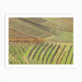 Terraced Vineyards of Langhe. Rows of neatly planted grapevines line the terraced hillsides of Langhe, Italy, showcasing the region's dedication to winemaking. The structured pattern of the vineyard rows, supported by wooden stakes, emphasizes the natural contours of the landscape, creating a harmonious blend of agriculture and nature. 1 Art Print