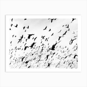 Flock Of Birds In The Sky Art Print