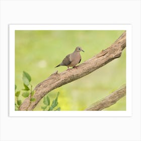 Mourning Dove Perched On Branch Art Print