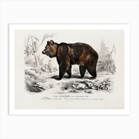 Brown Bear (Ursus Arctos), Charles Dessalines D'Orbigny Art Print