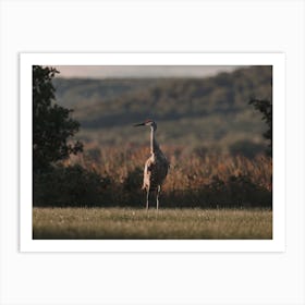 Sandhill Crane Meadow Art Print