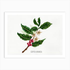 Coffea Arabica Art Print