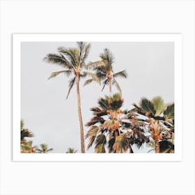 Windy Palms Art Print