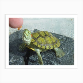 Red-Eared Slider Art Print