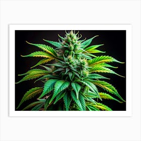 Close Up Of Cannabis Bud With Green And Yellow Leaves And Black Background Art Print