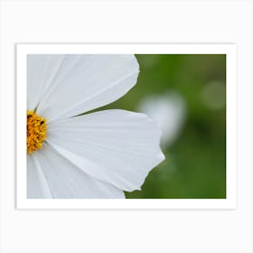 White Cosmos Flower Art Print