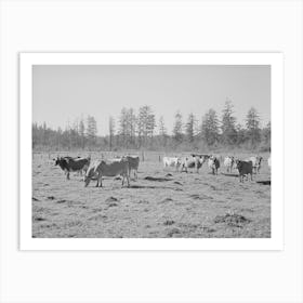 Dairy Cattle, Tillamook County, Oregon By Russell Lee Art Print