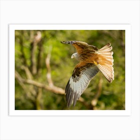 Autumn Red Kite Art Print