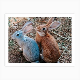 Rabbits Art Print