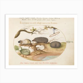 Quadervpedia Animals And Reptiles, Joris Hoefnagel (11) Art Print