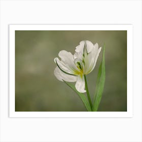 White Tulip in Bloom Art Print