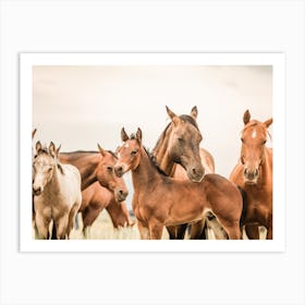 Wild Horse Herd Art Print