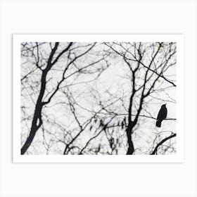 Bird In A Tree In Black and White Art Print