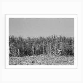 Cutting Sugarcane Near New Iberia, Louisiana By Russell Lee Art Print