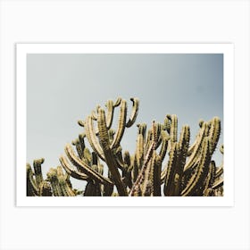 Cactus Against Sky Art Print