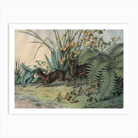 Vintage Kolb 9 Tafel 16 Moschusthier Art Print