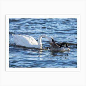 A Swan, A Goose And A Fish Art Print