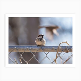 Sparrow On A Fence Art Print