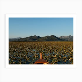 A Sea Full Of Water Lillies Art Print