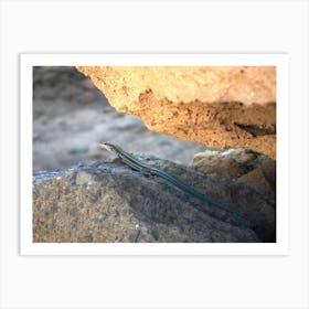 Lizard Art Print