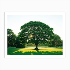 A Radiant Tree Standing Tall In A Vibrant Park Holding A Secure Place Amongst A Lush Spring Foliage (7) Art Print